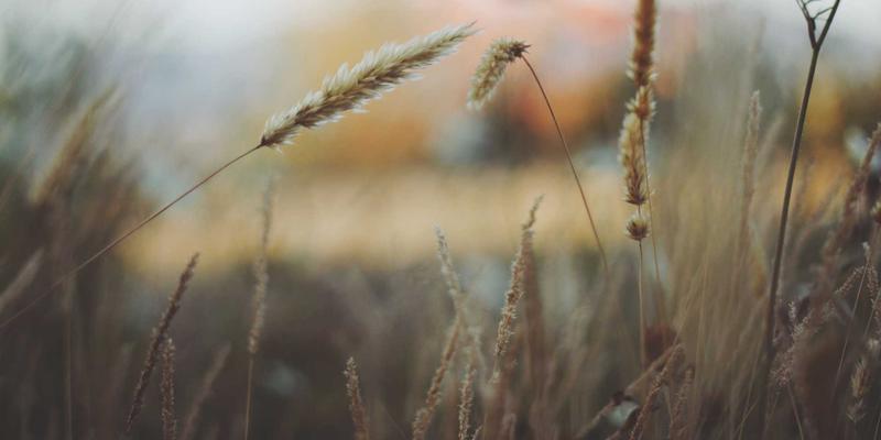 迈达斯外汇：专业中文支持与客户服务质量如何赋能您的全球投资？